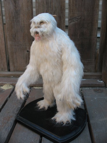 wampa 1